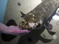 Senior biologist Allan Jan feeds Methuselah, a 4-foot-long, 40-pound Australian lungfish that was brought to the California Academy of Sciences in 1938 from Australia, in its tank in San Francisco, Monday, Jan. 24, 2022. (AP Photo/Jeff Chiu)
