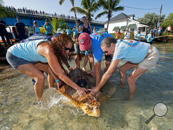 In this photo provided by the Florida Keys News Bureau, staff from the Florida Keys-based Turtle Hospital release "Sheldon," a male loggerhead sea turtle, Friday, Feb. 18, 2022, at Pigeon Key near Marathon, Fla. The 230-pound reptile, estimated to be about 50 years old, was rescued Feb. 7, 2022, entangled in a fish trap line and taken to the hospital for treatment. Prior to its release, the turtle was fitted with a satellite tag by a Mote Marine Laboratory specialist to track and gather data on migratory pa
