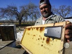 Beekeeper Hello Medina displays a beehive frame outfitted with a GPS locater that will be installed in one of the beehives he rents out, in Woodland, Calif., Thursday, Feb. 17, 2022. As almond flowers start to bloom, beekeepers rent their hives out to farmers to pollinate California's most valuable crop, but with the blossoms come beehive thefts. Medina says last year he lost 282 hives estimated to be worth $100,000, and is now installing GPS-enabled sensors to help find the stolen hives. (AP Photo/Rich Ped