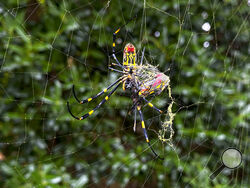 FILE - The Joro spider, a large spider native to East Asia, is seen in Johns Creek, Ga., on Sunday, Oct. 24, 2021. Researchers say the large spider that proliferated in Georgia in 2021 could spread to much of the East Coast. (AP Photo/Alex Sanz, File)