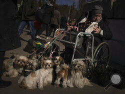 Antonina, 84 years-old, sits in a wheelchair after being evacuated along with her twelve dogs from Irpin, at a triage point in Kyiv, Ukraine, Friday, March 11, 2022. A large scale evacuation operation of residents of a satellite area of capital Kyiv continued Friday, with more and more people deciding to leave areas now under Russian control.(AP Photo/Vadim Ghirda)