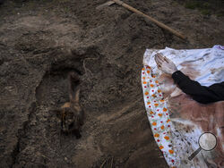 A cat rests inside the grave of Lyudmyla Kononuchenko, 51, who was buried by family and friends after being hit by a rocket on March 23 during the war with Russia, in Irpin, in the outskirts of Kyiv, Ukraine, Friday, April 15, 2022. Kononuchenko's body was exhumed from her yard and taken to the morgue for analysis. (AP Photo/Rodrigo Abd)