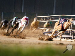 Greyhounds compete in a race at the Iowa Greyhound Park, Saturday, April 16, 2022, in Dubuque, Iowa. After the end of a truncated season in Dubuque in May, the track here will close. By the end of the year, there will only be two tracks left in the country. (AP Photo/Charlie Neibergall)