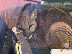 In this photo provided by the San Mateo County Sheriff's Office, is a mountain lion after it entered an empty high school classroom in Pescadero, Calif., Wednesday, June 1, 2022. A quick-thinking member of the custodial staff was opening Pescadero High for the school day when the juvenile cougar was spotted and was able to safely confine the mountain lion said Detective Javier Acosta with the San Mateo County Sheriff's Office. No students or teachers were on campus at the time, Acosta said. (Javier Acosta/S