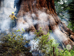 A firefighter protects a sequoia tree as the Washburn Fire burns in Mariposa Grove in Yosemite National Park, Calif., on Friday, July 8, 2022. (AP Photo/Noah Berger)