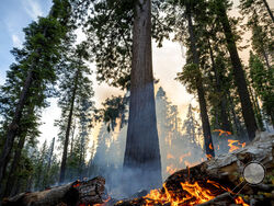 The Washburn Fire burns in Mariposa Grove in Yosemite National Park, Calif., on Friday, July 8, 2022. (AP Photo/Noah Berger)