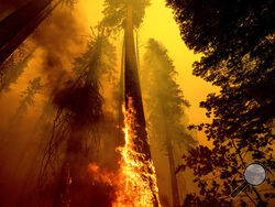 FILE - In this Sunday, Sept. 19, 2021 file photo, Flames burn up a tree as part of the Windy Fire in the Trail of 100 Giants grove in Sequoia National Forest, Calif. The U.S. Forest Service is taking emergency action to speed up approval of projects to clear underbrush in giant sequoia groves to save the world's largest trees from the increasing threat of wildfire. (AP Photo/Noah Berger, File, File)