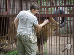 Natalia Popova, 50, pets a lion at her animal shelter in Kyiv region, Ukraine, Thursday, Aug. 4, 2022. Popova, in cooperation with the animal protection organisation UA Animals, has already saved more than 300 animals from the war, 200 of them were sent abroad, and 100 found a home in most western regions of Ukraine, which are considered to be safer. (AP Photo/Efrem Lukatsky)