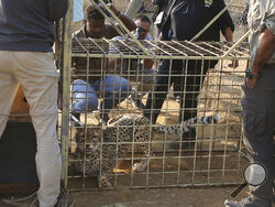 A cheetah lies inside a transport cage at the Cheetah Conservation Fund (CCF) in Otjiwarongo, Namibia, Friday, Sept. 16, 2022. The CCF will travel to India this week to deliver eight wild cheetahs to the Kuno National Park in India. (AP Photo/Dirk Heinrich)