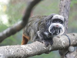 This photo provided by the Dallas Zoo shows an emperor tamarins that lives at the zoo. Two monkeys were taken from the Dallas Zoo on Monday, Jan. 30, 2023, police said, the latest in a string of odd incidents at the attraction being investigated. The emperor tamarins in this photo is not one of the two monkeys involved in the incident. (Dallas Zoo via AP)