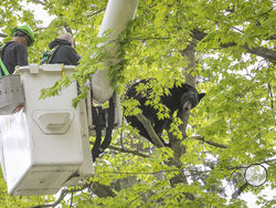 Bear in a tree holds Michigan city in suspense for hours on Mother's Day