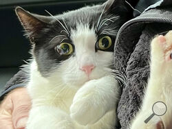In this photo provided by Elizabeth Wilkins is Leo the cat in Juneau, Alaska, on Aug. 31, 2023. Elizabeth Wilkins and her partner Tom Schwartz were reunited with Leo 26 days after their home collapsed Aug. 5, 2023, into the swollen Mendenhall River in Juneau, Alaska. (Elizabeth Wilkins via AP)