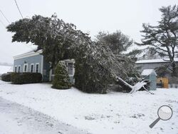 A tree is uprooted and leans against a home, Thursday, April 4, 2024, in Kennebunk, Maine, following a spring snowstorm. (Gregory Rec/Portland Press Herald via AP)