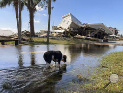 AP Photo/Kate Payne A dog wades through floodwaters near collapsed homes in Dekle Beach on the coast of rural Taylor County, Fla., Friday.