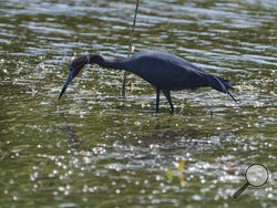 AP Photo/Rebecca Blackwell A little blue heron hunts for food in Florida Bay, part of the Everglades ecosystem, near Islamorada, Fla., during a media visit organized by The Everglades Foundation April 7