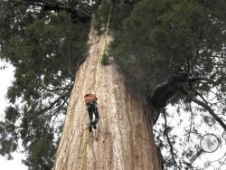 In this May 23, 2016 photo, arborist Jim Clark inches up a giant sequoia to collect new growth from its canopy in the southern Sierra Nevada near Camp Nelson, Calif. Clark volunteers with Archangel Ancient Tree Archive, a nonprofit group that collects genetic samples from ancient trees and clones them in a lab to be planted in the forest. (AP Photo/Scott Smith)