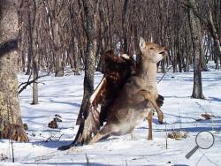 Remote cameras set up to track Siberian tigers in Russia's Far East have caught a golden eagle attack on a sika deer, snapping three photos as the massive bird digs its talons into the distressed animal's back. Golden eagles typically eat small birds or mammals, but they've also been known to target deer. It's rare for a camera to catch such an attack in progress. (AP Photo/The Zoological Society of London)