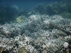 This February, 2016 photo released Monday, May 30, 2016 by ARC Centre of Excellence for Coral Reef Studies shows mature stag-horn coral bleached at Lizard Island, Great Barrier Reef off the eastern coast of northern Australia. (David Bellwood/ARC Centre of Excellence for Coral Reef Studies via AP)