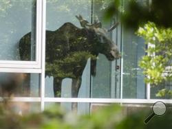 The moose if shown inside the Siemans building in Dresden.