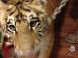 This undated photo provided by the Nye County Sheriff's Office shows one of three tigers sheriff's deputies found after Trisha Meyer was arrested in Pahrump, Nev. Authorities say Meyer, who asked if it was legal to keep tigers at home in a rural Nevada town was arrested after sheriff's deputies found the three tigers in her backyard. (Nye County Sheriff's Office via AP)