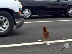 In this Wednesday, Sept. 2, 2015 photo, a brown chicken runs across the road through the lanes of a toll plaza on the Bay Bridge in San Francisco. California Highway Patrol officers managed to capture the felonious chicken that fouled up rush-hour traffic on the bridge. (Jeff Chu via AP)