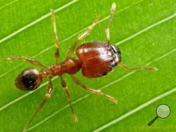 This photo provided by the City Of Costa Mesa shows a Big-Headed. This invasive species of big-headed ants has been found in the front yard of a Costa Mesa home, prompting a full canvassing of the neighborhood as agricultural officials work to understand the scope of the problem. The ants aren't considered dangerous, although they're known for aggressively invading homes. (AP Photo/Courtesy Of City Of Costa Mesa)