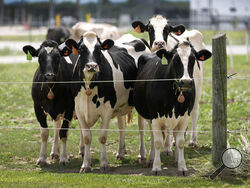 File - Dairy cows stand in a field outside of a milking barn at the U.S. Department of Agriculture's National Animal Disease Center research facility in Ames, Iowa, on Tuesday, Aug. 6, 2024. (AP Photo/Charlie Neibergall,File)
