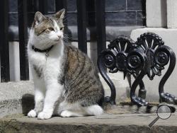 Larry the Downing Street cat sits on the steps of 10 Downing Street in London, after Britain's Prime Minister David Cameron left to face prime minister's questions for the last time Wednesday, July 13, 2016. Cameron will be appearing before Parliament as prime minister for the last time before handing over to successor Theresa May.(AP Photo/Frank Augstein)