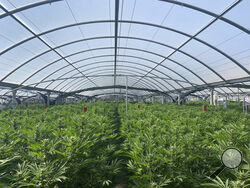 FILE - This photo released by the Riverside Police Department shows an illegal pot farm in Riverside, Calif., on April 18, 2019. California Attorney General Rob Bonta announced Tuesday, Oct. 11, 2022, the state will expand it's 13-week program to eradicate illegally cultivated cannabis to a year-round program. The Eradication and Prevention of Illicit Cannabis, (EPIC) program will focus on addressing environmental, economic and labor crimes associated with the illegal cultivation of marijuana. (Riverside Po