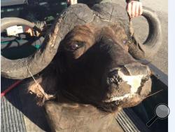 Found cape buffalo head (Courtesy of Vermont State Police)