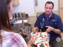 Kymberly Chelf, left, pets her two-year old cat Moosie while talking with Dr. Hayden Nevill, right, at Mt. McKinley Animal Hospital in Fairbanks, Alaska, Tuesday afternoon, June 16, 2015. (AP Photo/Fairbanks Daily News-Miner, Eric Engman)