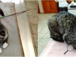 A before-and-after look at a cat, nicknamed Robin Hood by vet staff, that underwent two surgeries after it was found with a 27-inch arrow shot through its belly Aug. 22. The cat is expected to survive. Police in the rural village of Waterville, 40 miles east of Syracuse, are trying to figure out who shot the cat. (AP Photo/James Gilchrist)