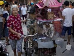 A woman with a load of dogs on her tricycle cart arrives at a market for sale during a dog meat festival in Yulin in south China's Guangxi Zhuang Autonomous Region, Tuesday, June 21, 2016. Restaurateurs are holding an annual dog meat festival despite international criticism. (AP Photo/Andy Wong)