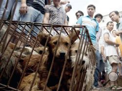 In this Monday, June 22, 2015 photo, dogs in cages are sold by vendors at a market during a dog meat festival in Yulin in south China's Guangxi Zhuang Autonomous Region. (Chinatopix via AP)