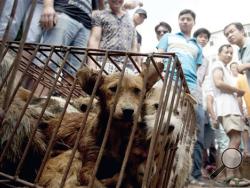 In this June 21, 2015, file photo, dogs in cages are sold by vendors at a market during a dog meat festival in Yulin in south China's Guangxi Zhuang Autonomous Region. Animal rights activists on Monday, April 4, 2016, are seeking to shut down an annual summer dog meat festival in southern China blamed for blackening the country's international reputation as well as fueling extreme cruelty to canines and unhygienic food handling practices. (Chinatopix via AP, File)