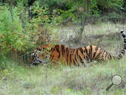 A rare Siberian tiger released into the wild by Russian President Vladimir Putin is keeping farmers in northeastern China on edge. China’s official Xinhua News Agency said Wednesday, Nov. 26, 2014, that the animal, named Ustin, bit and killed 15 goats and left another three missing on Sunday and Monday on a farm in Heilongjiang province's Fuyuan county. (AP Photo/RIA Novosti, Alexei Nikolsky, Presidential Press Service, File)
