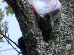 This bear cub got its head stuck in an oversized cookie jar. The cub was rummaging through trash on Friday when it got stuck. After the animal was tranquilized by a DEP biologist, it was brought down and local firefighters gingerly cut the jar off its head. (AP Photo/NJ Department of Environmental Protection)