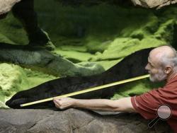 Petr Velensky uses a meter to show the size of a Chinese giant salamander Karlo in an aquarium at the zoo in Prague, Czech Republic, Sunday, Dec. 20. (AP Photo/Petr David Josek)