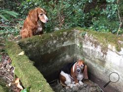 In this Tuesday, Sept. 15, 2015, photo provided by Amy Carey, of Vashon Island Pet Protectors, a setter mix named Tillie, left, watches over Phoebe, a basset hound who was trapped after falling into the cistern nearly a week earlier before being rescued by searchers on Vashon Island, Wash. (Amy Carey/Vashon Island Pet Protectors via AP)