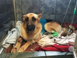 Haus, a German Shepherd, recovers from a snake bite at Blue Pearl in Tampa, Fla., Friday, May 13, 2016. When a venomous Eastern diamondback rattlesnake appeared in the backyard of a 7-year-old Florida girl, her German shepherd, Haus, came to her rescue, refusing to back down despite multiple snakebites. (AP Photo/Tamara Lush)