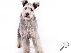 In this undated photo provided by the American Kennel Club, a pumi is shown. The high-energy Hungarian herding dog is the latest new breed headed to the Westminster Kennel Club and many other U.S. dog shows. The American Kennel Club is announcing Wednesday, June 22, 2016, that it is recognizing the pumi (POOM'-ee). It's the 190th breed to join the roster of the nation's oldest purebred dog registry. (Thomas Pitera/The American Kennel Club via AP)