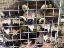 In this Friday, May 23, 2014 photo provided by the Westchester County Department of Health are three young raccoons that were left at the doorstep of the department's office in New Rochelle, N.Y. 