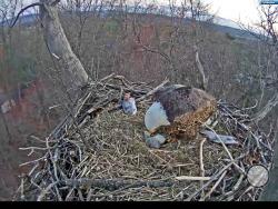 In this undated frame from video provided by the Pennsylvania Game Commission's livestream, a bald eagle perches with a hatchling in Hanover, Pa. The game commission announced Wednesday, March 30, 2016, that the eaglet that hatched Monday night has apparently died. (Courtesy of Pennsylvania Game Commission, HDOnTap and Comcast Business via AP)