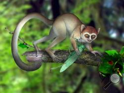 This undated handout artist rendering provided by Xijun Ni, Institute of Vertebrate Paleontology and Paleoanthropology, Chinese Academy of Sciences shows a reconstruction of Archicebus achilles in its natural habitat of trees. One of our earliest primate relatives was a hyperactive wide-eyed creature so small you could fit a few of them in your hand, if they would just stay still long enough, new fossil evidence shows. (AP Photo/Xijun Ni, Institute of Vertebrate Paleontology and Paleoanthropology)