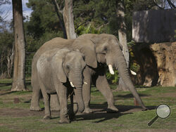 Mabhulane (Mabu), right, walks with his female companion in their open roaming area of the Fresno Chaffee Zoo in Fresno, Calif., Jan. 19, 2023. A community in the heart of California's farm belt has been drawn into a growing global debate over whether elephants should be in zoos. In recent years, some larger zoos have phased out elephant exhibits, but the Fresno Chaffee Zoo has gone in another direction, updating its Africa exhibit and collaborating with the Association of Zoos and Aquariums on breeding. (A