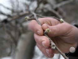 Kenny Bowman holds an apple tree bud on Wednesday, April 6, 2016, at Bowman Orchards in Clifton Park, N.Y. Apple farmers worry the late-season Arctic blast in the East could take a big bite from their budding crops. The unseasonably cold air moved into Northeast and mid-Atlantic states this week shortly after a warm spell sped up bud growth on apple trees. (Cindy Schultz/The Albany Times Union via AP)