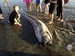 This oarfish washed up on the beach near Oceanside, Calif. This rare, snakelike oarfish measured nearly 14 feet long. According to the Catalina Island Marine Institute, oarfish can grow to more than 50 feet, making them the longest bony fish in the world. (AP Photo/Mark Bussey)