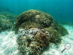 In this Oct. 26, 2015 photo, fish swim over a patch of bleached coral in Hawaii’s Kaneohe Bay off the island of Oahu. Scientists are preparing to transplant laboratory-enhanced coral onto reefs in Hawaii in hopes that the high-performing specimens will strengthen the overall health of the reef. Using assisted evolution, researchers from the Hawaii Institute of Marine Biology are creating a form of “super coral” that can be used to seed and strengthen other suffering reefs. (AP Photo/Caleb Jones)