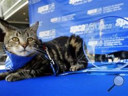 Tara, a 7-year-old adopted cat, poses for a photo with her award prior to being presented with the 33rd Annual National Hero Dog Award in Los Angeles on Friday, June 19, 2015. (AP Photo/Richard Vogel)