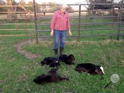 This photo provided by Jimmy Barling shows his wife, Dora Rumsey-Barling among four newborn calves on March 16, 2015, near DelKalb, Texas. (AP Photo/Jimmy Barling)
